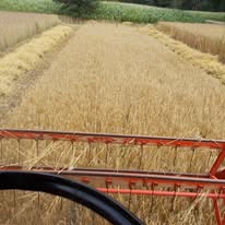 Ist möglicherweise ein Bild von Gras