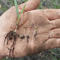 Ist möglicherweise ein Bild von Gras