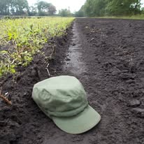 Ist möglicherweise ein Bild von Setzlinge