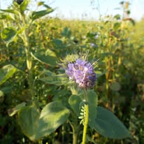 Ist möglicherweise ein Bild von Passionsblumen und Kardendistel