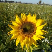 Ist möglicherweise ein Bild von Blume