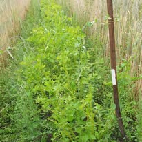 Keine Fotobeschreibung verfügbar.